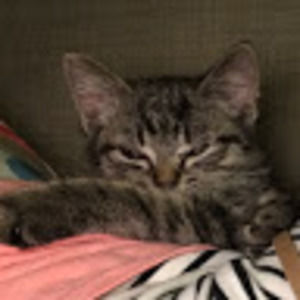 Meet your Posher, Lacie